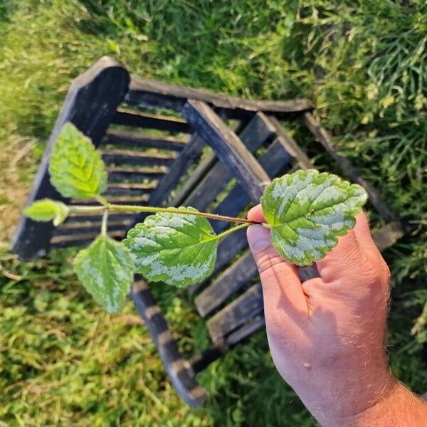 Lamium galeobdolon Blatt