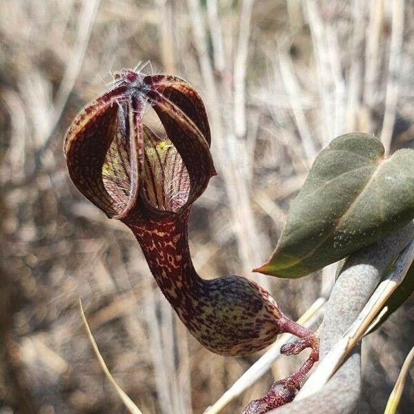 Ceropegia aristolochioides Flower