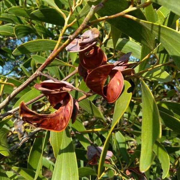 Acacia spirorbis Fruitua