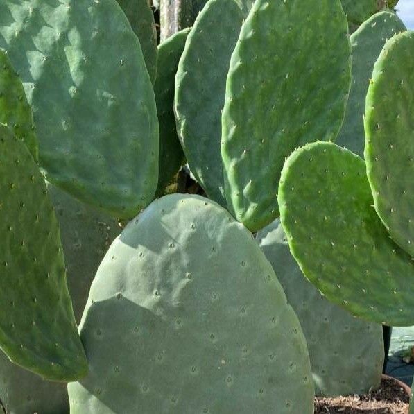 Opuntia cochenillifera Ліст