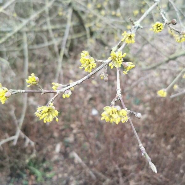 Cornus mas Flower