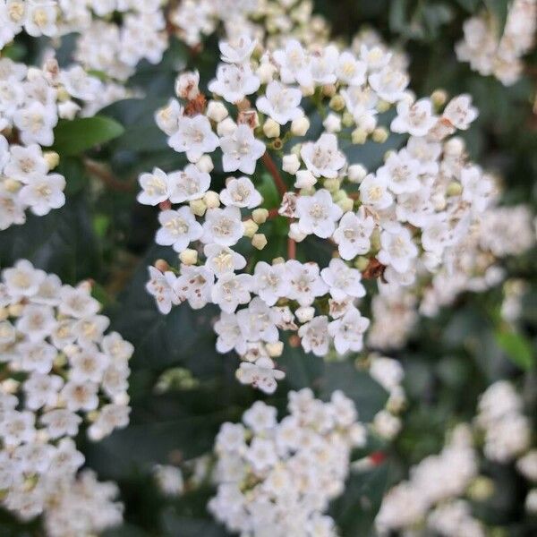 Viburnum rugosum Žiedas