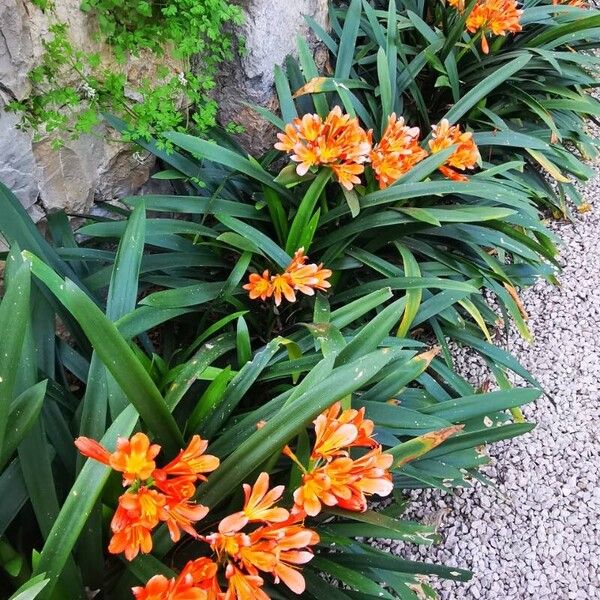 Clivia × cyrtanthiflora Flower