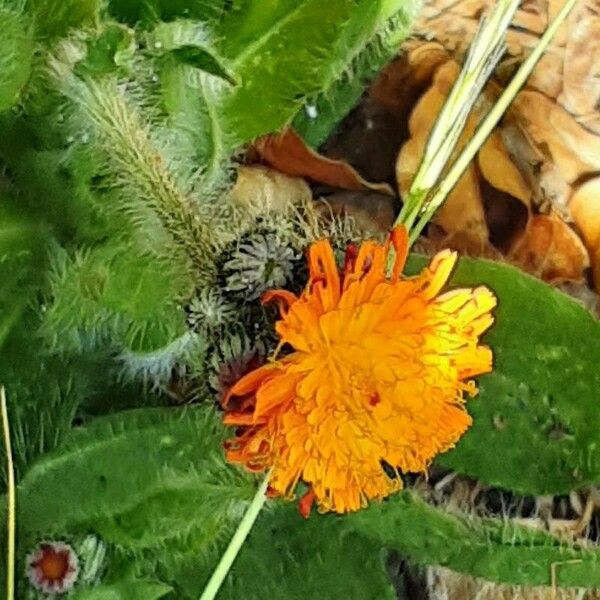 Pilosella aurantiaca Lorea