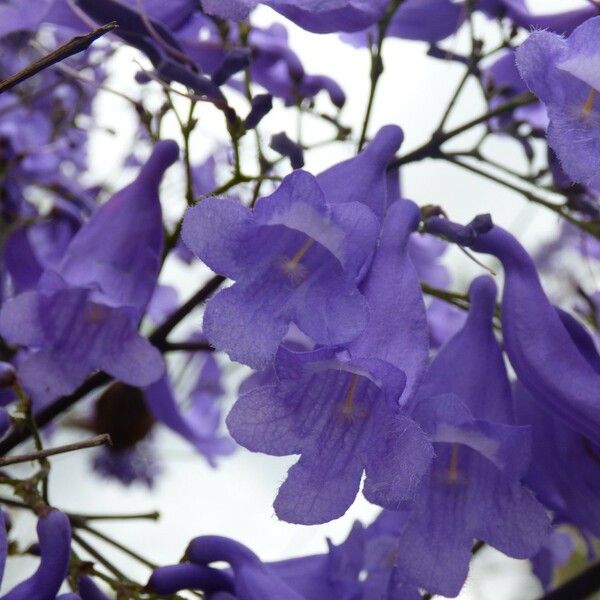 Jacaranda mimosifolia Çiçek