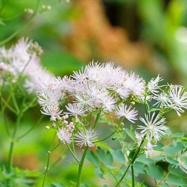 Thalictrum aquilegiifolium പുഷ്പം