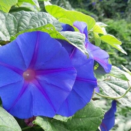 Ipomoea purpurea Flower