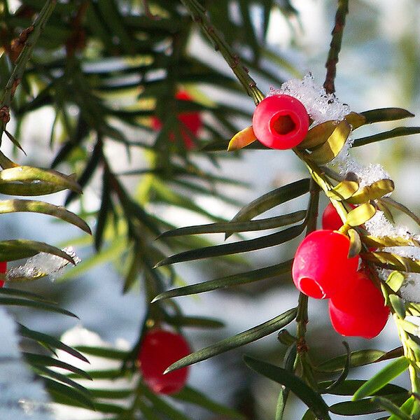 Taxus baccata Frucht