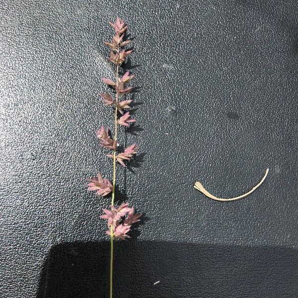 Eragrostis elongata Flor