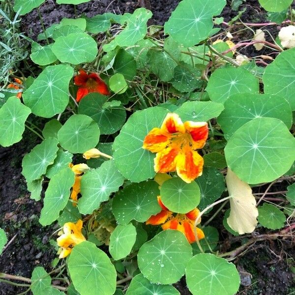 Tropaeolum majus Blatt