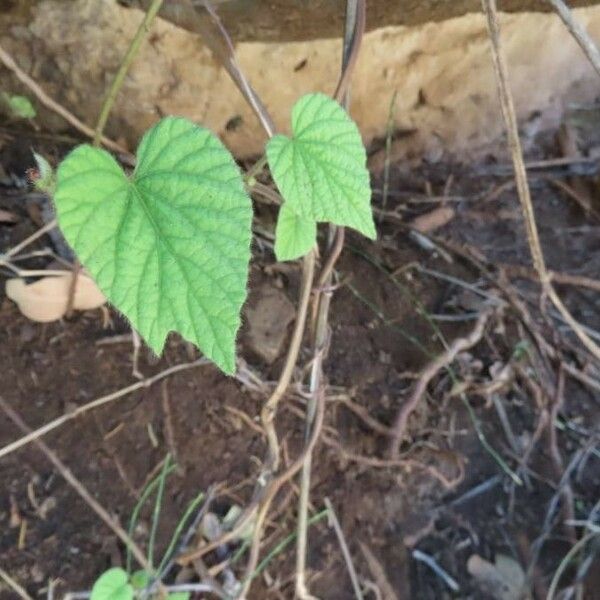 Ipomoea ficifolia Lapas