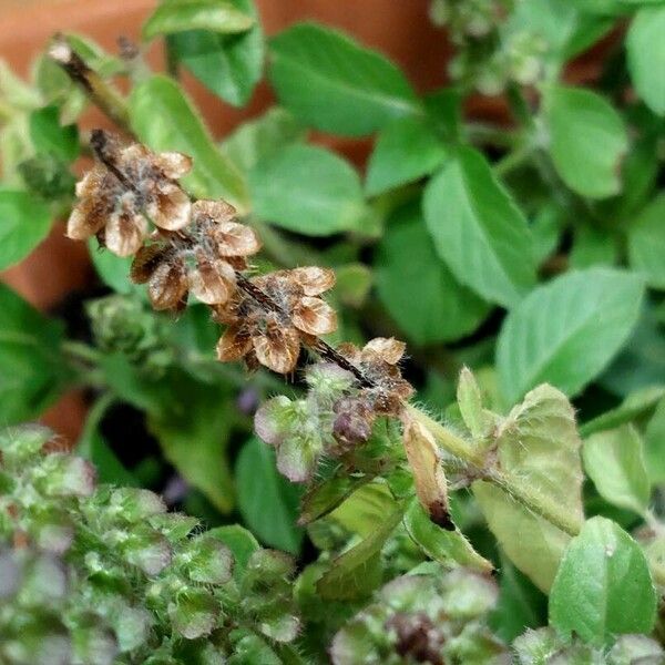 Ocimum tenuiflorum Fruto