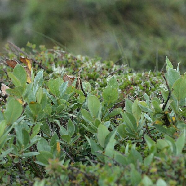 Salix lanata Blad