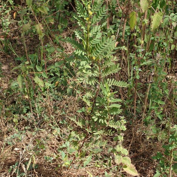 Chamaecrista nigricans ᱛᱟᱦᱮᱸ