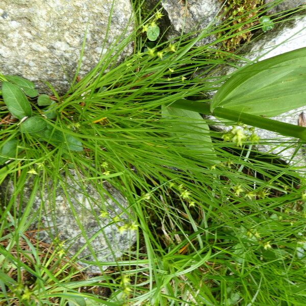 Carex echinata Plante entière