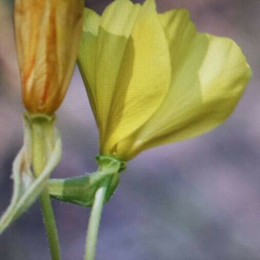 Oenothera biennis Λουλούδι