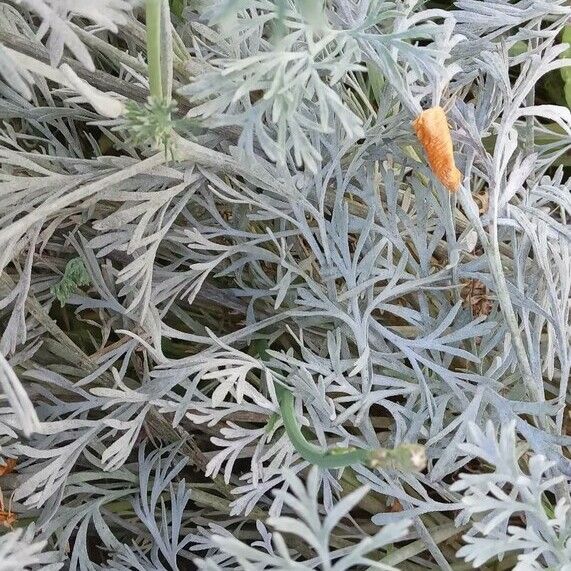Eschscholzia californica ഇല