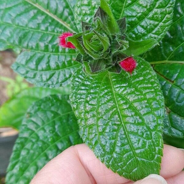 Salvia oxyphora Flor