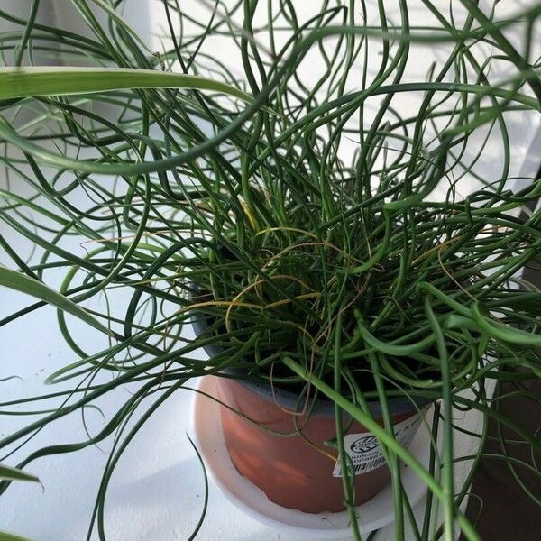 Juncus effusus Folla