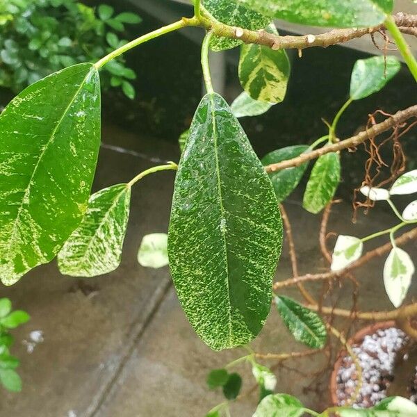 Ficus religiosa Folio