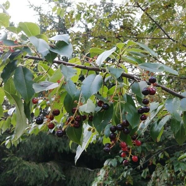 Prunus serotina Fruchs