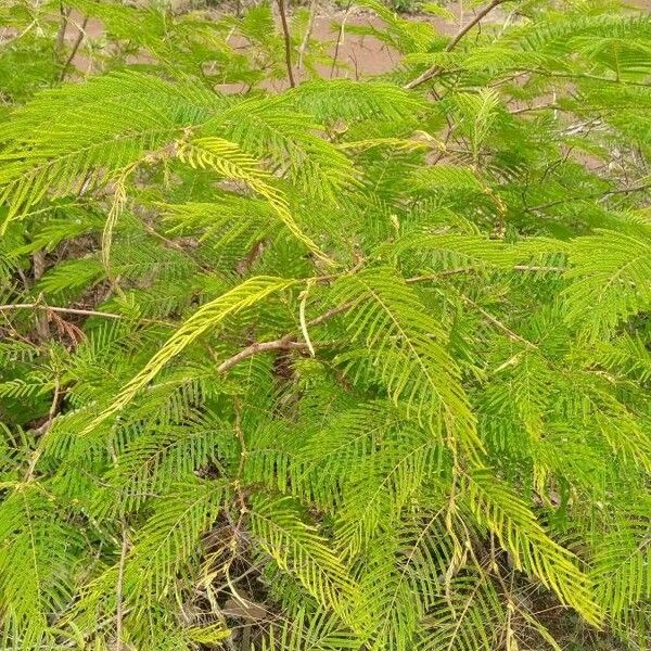 Acacia dealbata Alkat (teljes növény)
