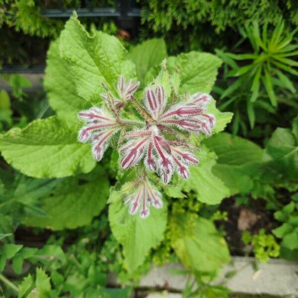 Borago officinalis 葉