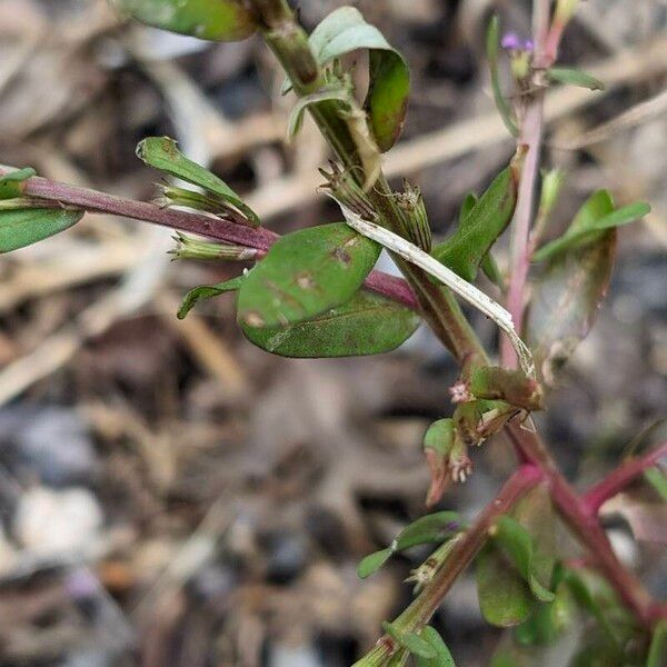 Lythrum hyssopifolia Folio