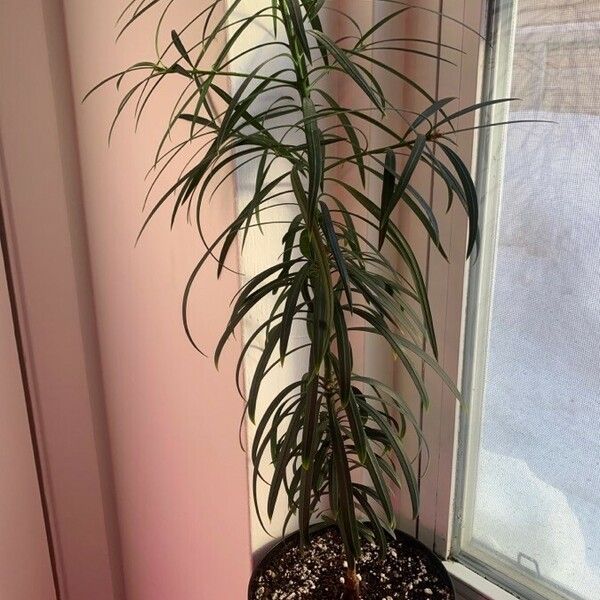 Dracaena reflexa Φύλλο