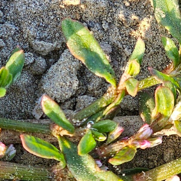 Polygonum plebeium Fuelha