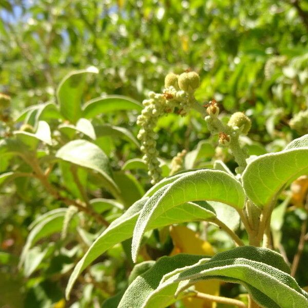 Croton flavens Celota