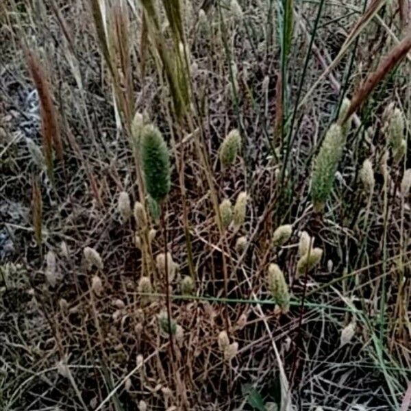 Phleum arenarium Çiçek