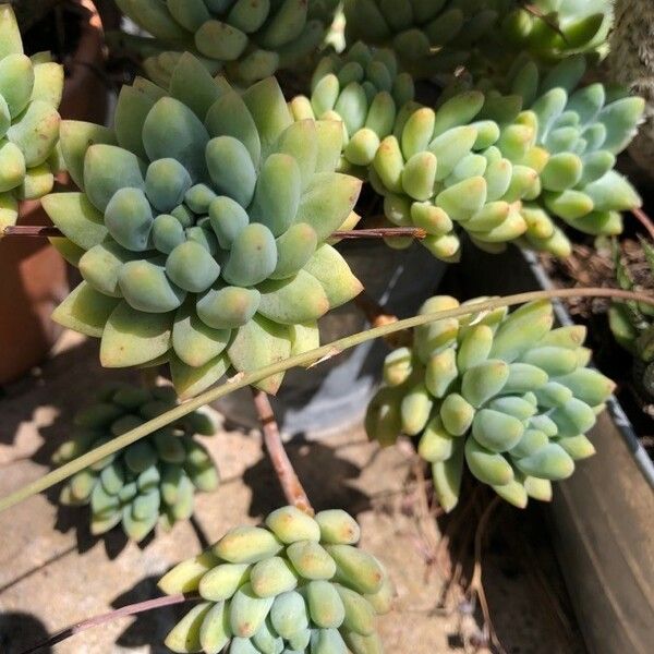 Sedum pachyphyllum Lapas