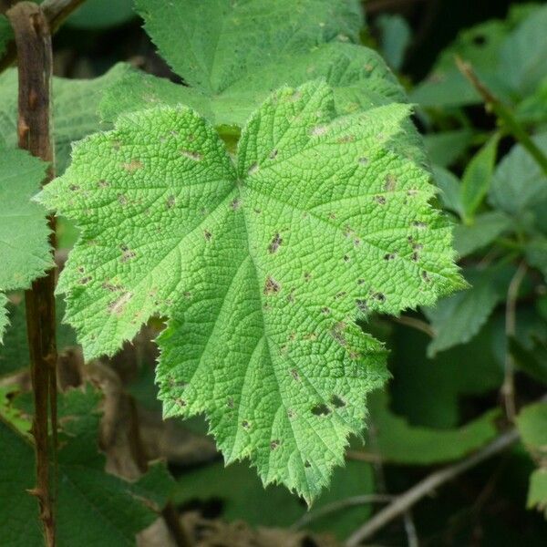 Rubus alceifolius Lehti