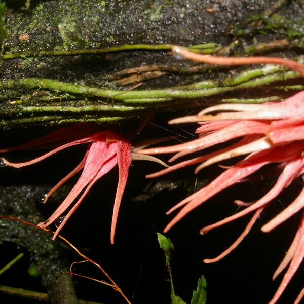 Stenanona costaricensis Flor