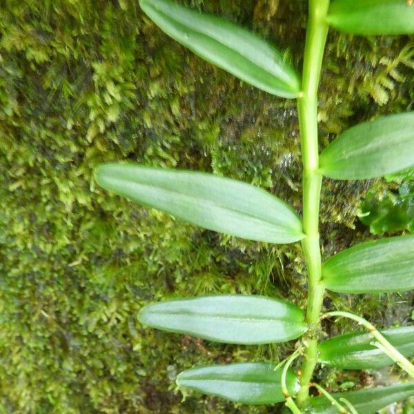 Angraecum ramosum Лист