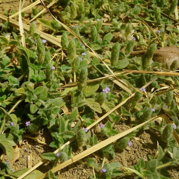 Nelsonia canescens Vekstform