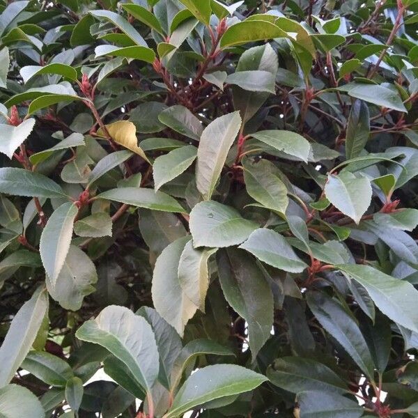 Photinia serratifolia Lapas