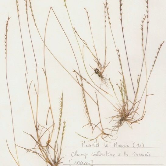 Festuca maritima Vivejo