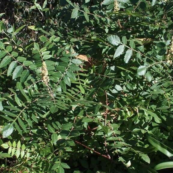 Rhus coriaria Habit