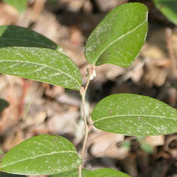 Leucothoe axillaris পাতা