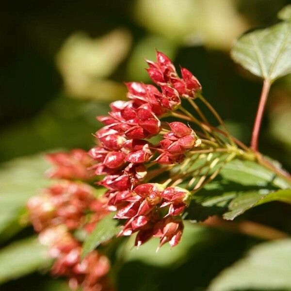 Physocarpus opulifolius 其他