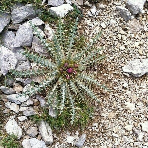 Carduus carlinoides Blad