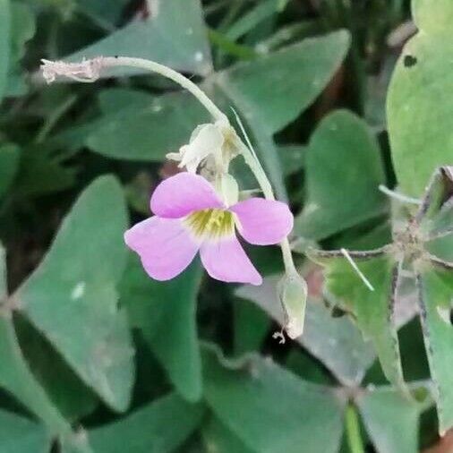 Oxalis latifolia Flower