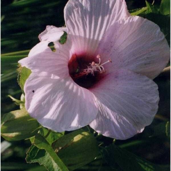 Hibiscus laevis Çiçek