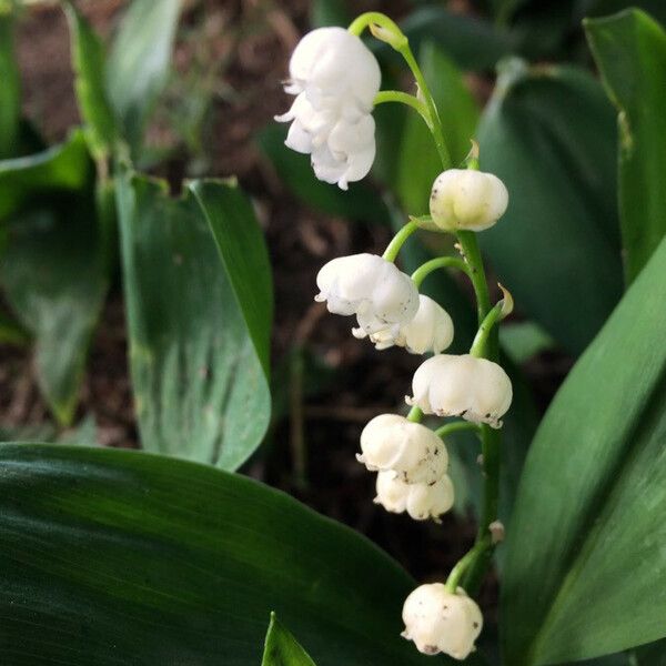 Convallaria majalis Blomma