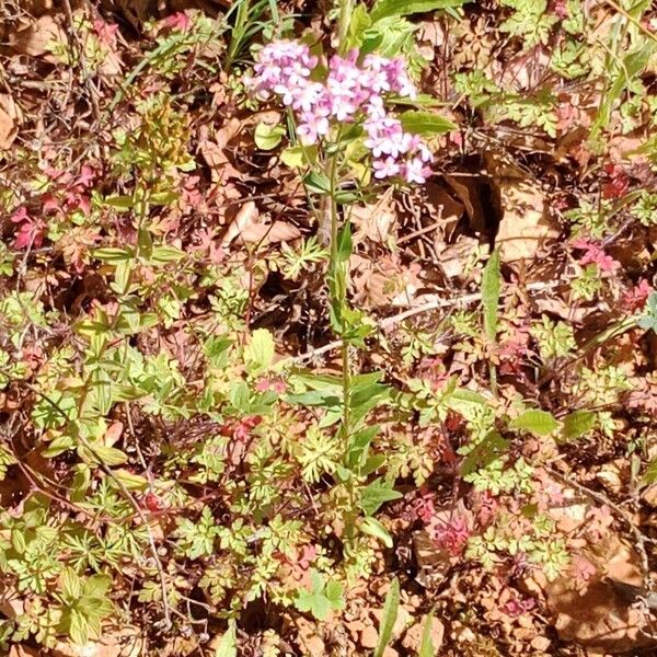 Centaurium erythraea Hábito