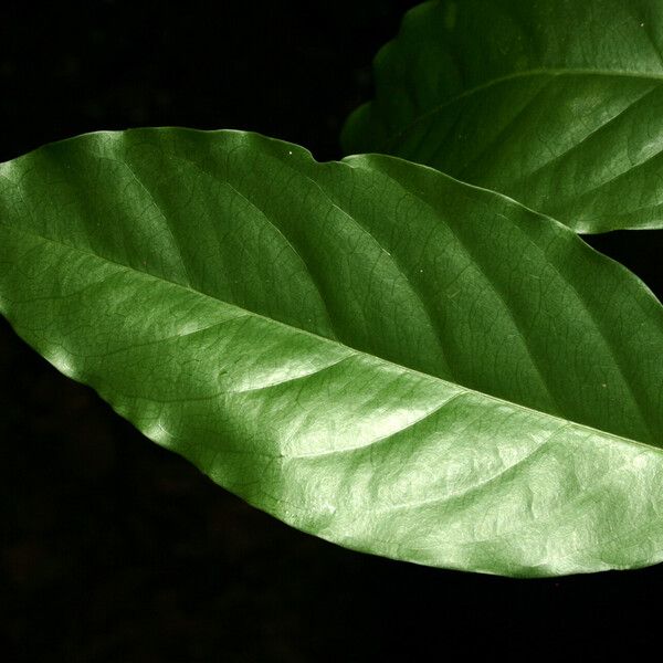 Morisonia polyantha Leaf