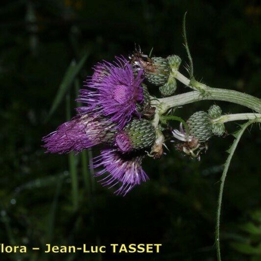 Cirsium x subalpinum Çiçek