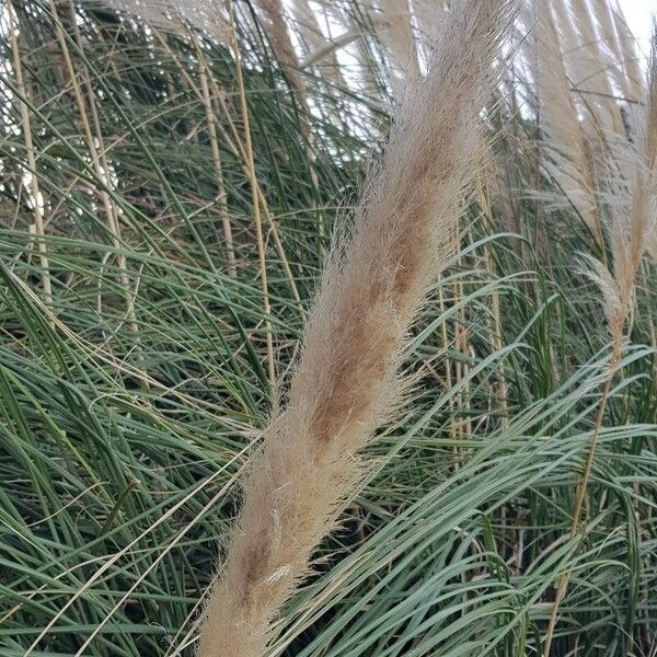 Cortaderia selloana Плод